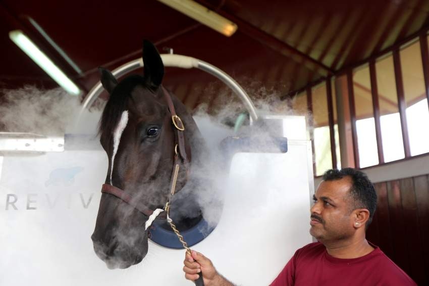 تكنولوجيا جديدة في دبي.. «العلاج بالتبريد» لمساعدة الخيول على التعافي