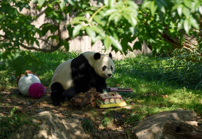 باندا نادر يحتفل بعيده الرابع في حديقة حيوانات واشنطن
