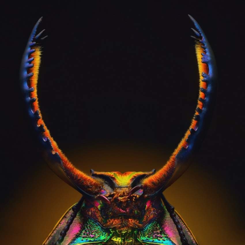 27 صورة ترصد عالم الحشرات الخفي في «اللامرئي» بأبوظبي