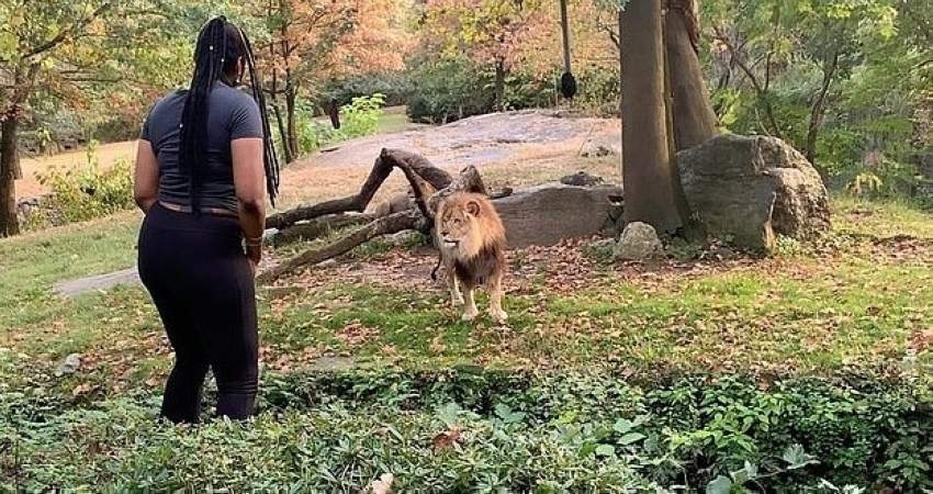 بالفيديو.. امرأة تقتحم عرين الأسد في حديقة حيوان "نيويورك"