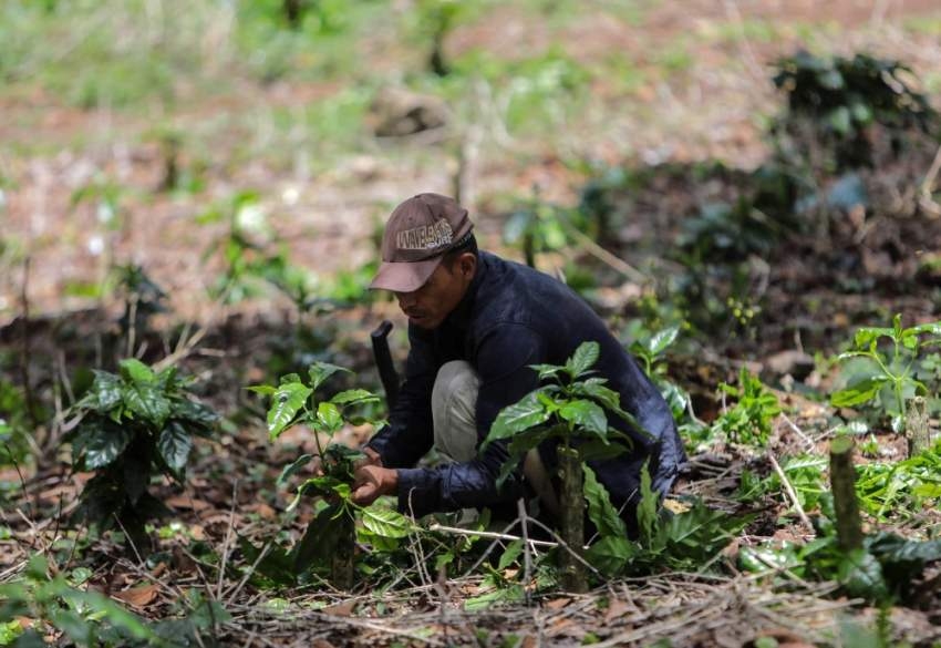 نيكاراغوا تسير على خطى كولومبيا والبرازيل في زراعة القهوة