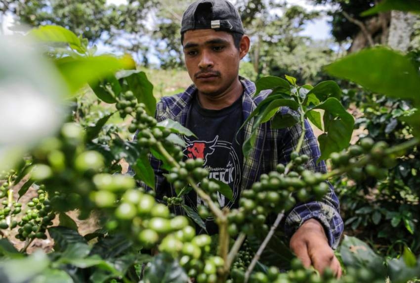 نيكاراغوا تسير على خطى كولومبيا والبرازيل في زراعة القهوة