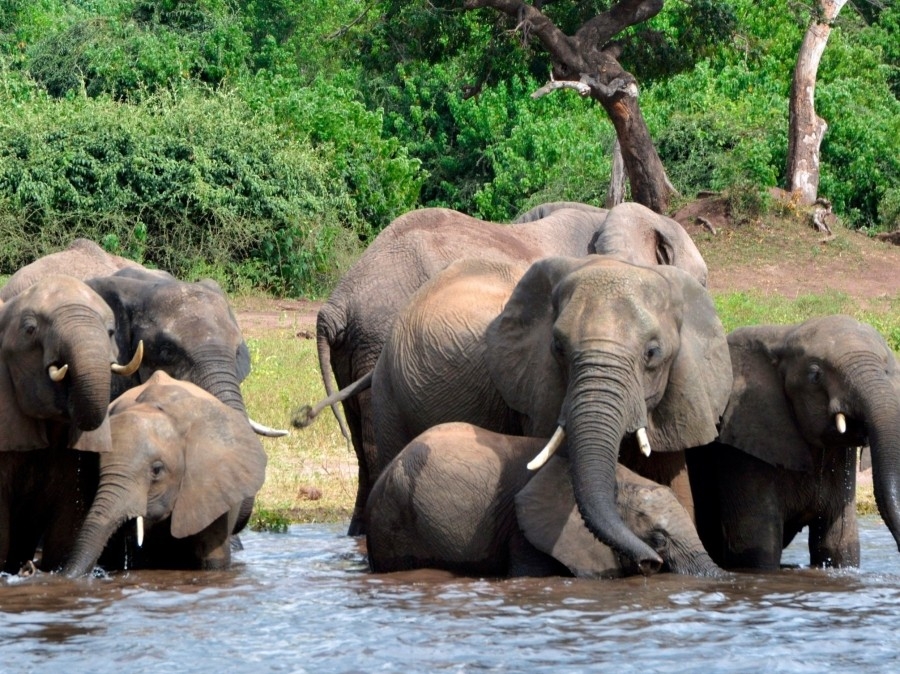 الجمرة الخبيثة تودي بحياة 100 فيل في بوتسوانا