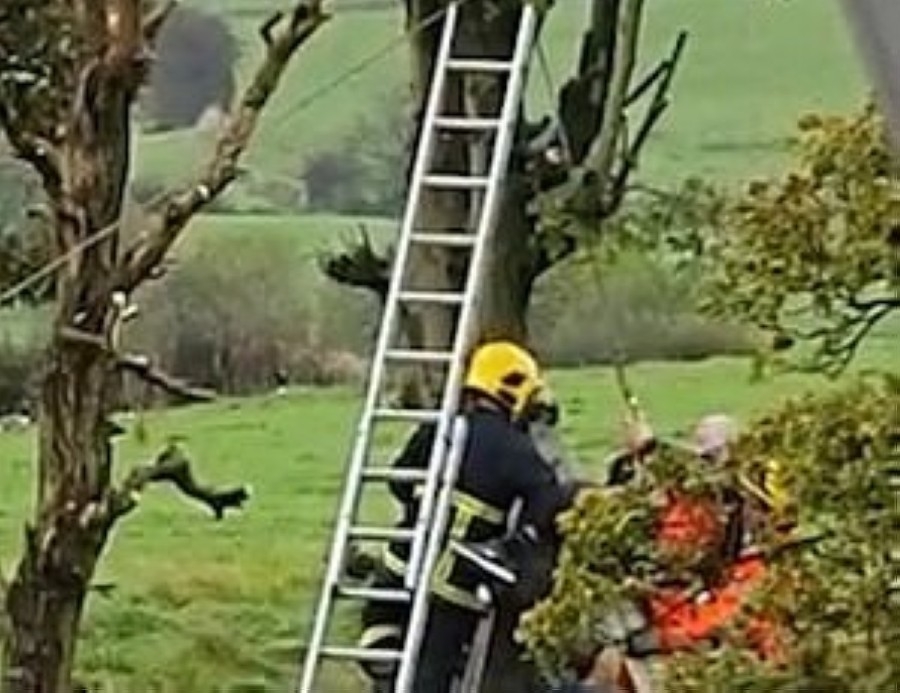 بالفيديو.. بريطاني يعلق في شجرة ورجال الإنقاذ يتدخلون