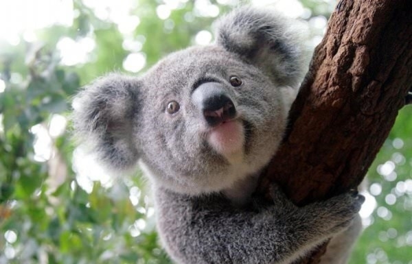 نفوق مئات حيوانات الكوالا في حريق بأستراليا