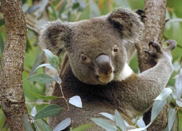نفوق مئات حيوانات الكوالا في حريق بأستراليا