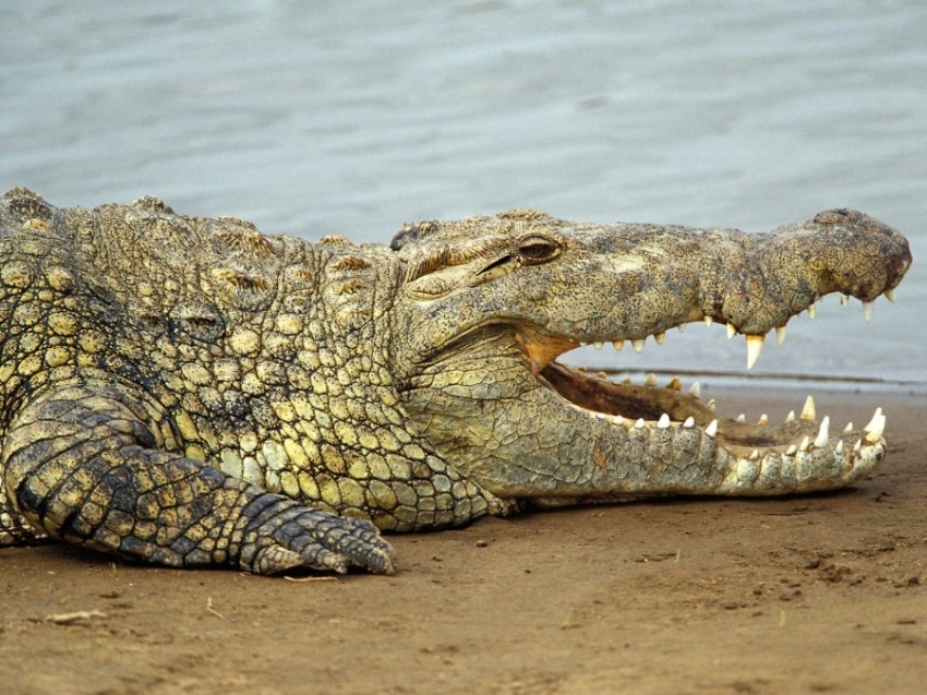 أسترالي ينجو من فكّي تمساح بـ «حيلة ذكية»