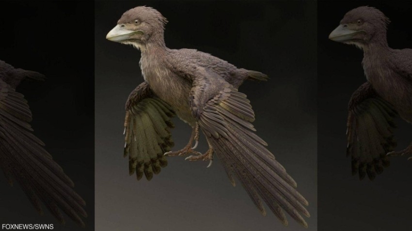 العثور على أحفورة طائر تعود لـ 120 مليون عام