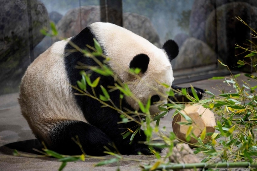 الباندا «باي باي» يودع أمريكا متجهاً إلى الصين