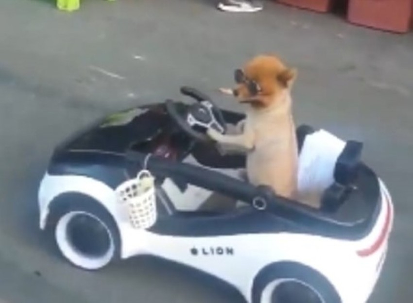 بالفيديو.. كلب يقود "سيارة"