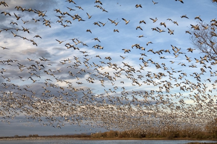 نفوق 18 ألف طائر مهاجر في بحيرة هندية