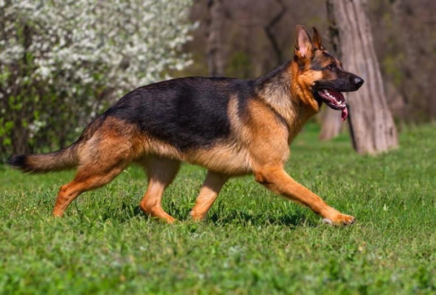 استخراج الـDNA لـ67 كلباً لحل لغز مقتل فرنسية