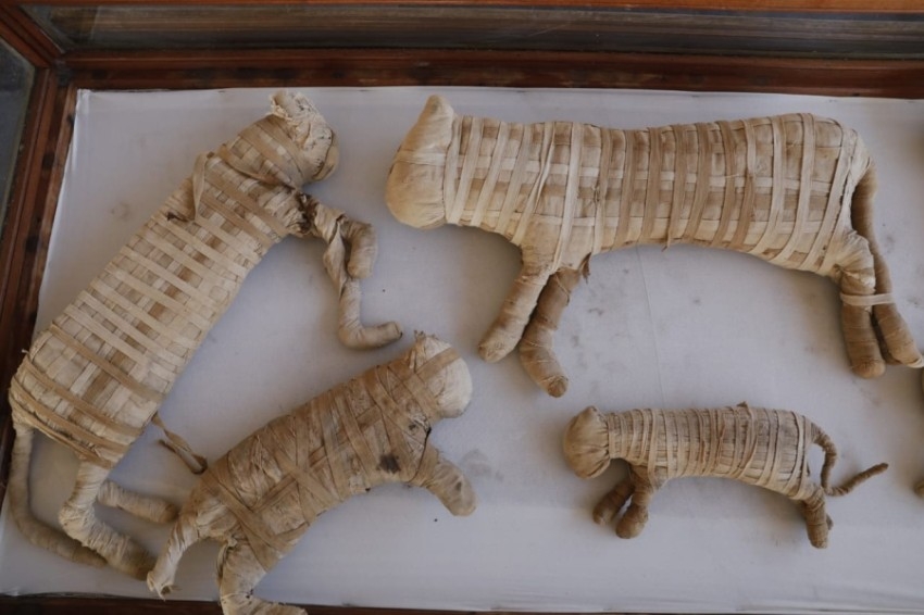 اكتشاف 100 تمثال وصندوق خشبي بمنطقة سقارة المصرية