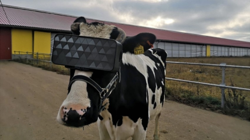 في روسيا.. نظارات الواقع الافتراضي لزيادة حليب الأبقار