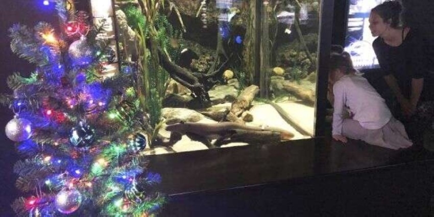 بالفيديو.. ثعبان بحر يضيء شجرة "الكريسماس"