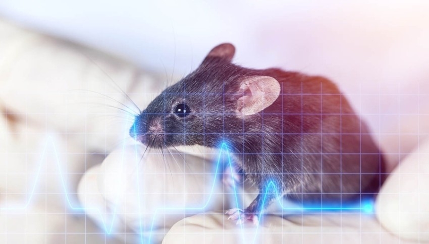 فئران معدلة وراثياً في مهمة بحثية إلى الفضاء
