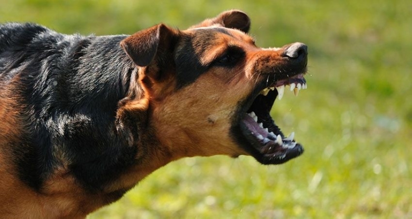 3000 جراحة لمداواة هجمات الكلاب في بريطانيا