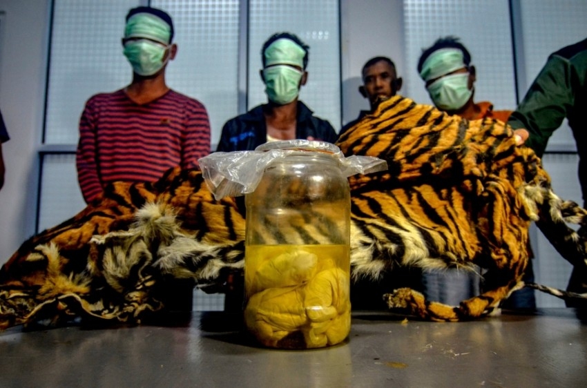 ضبط جلد نمر سومطري نادر وأجنته في إندونيسيا