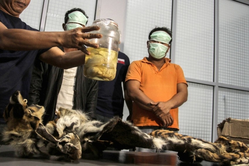 ضبط جلد نمر سومطري نادر وأجنته في إندونيسيا