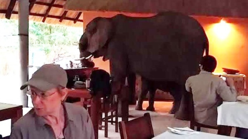 أفيال تشارك سياحاً مائدة الإفطار
