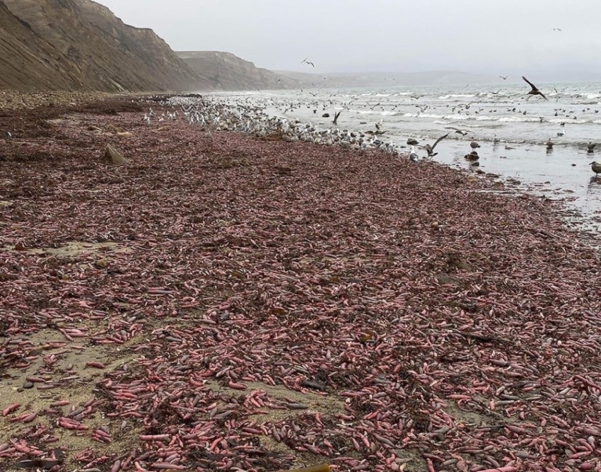 الديدان البحرية تغزو شواطئ كاليفورنيا