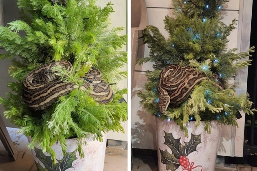 أفعى عملاقة تزين شجرة عيد الميلاد في أستراليا
