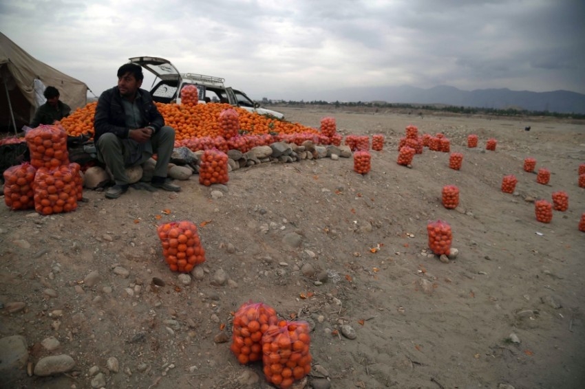 بائع البرتقال الأفغاني. جلال آباد. (إ ب أ)