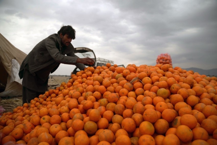 بائع البرتقال الأفغاني. جلال آباد. (إ ب أ)