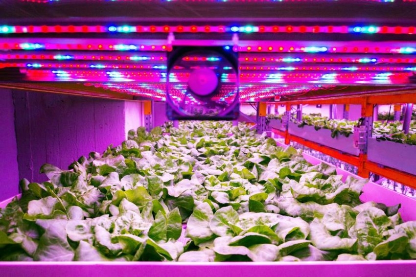 "مدار" تفتتح أول مزرعة داخلية في العالم تعتمد بالكامل على طاقة مصابيح "LED"