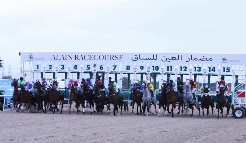 105 خيول تتنافس في سباق مضمار العين الخامس