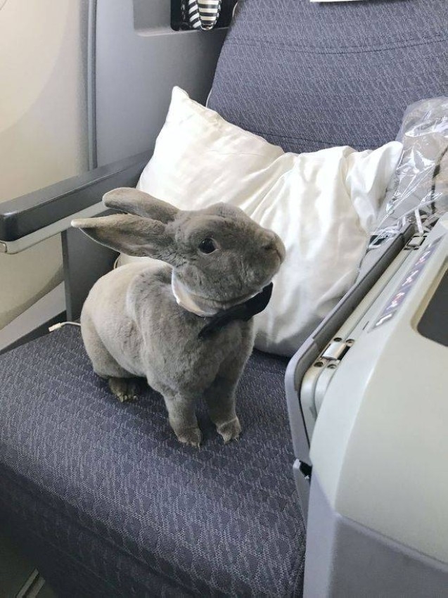 الأرنبة كوكو مسافرة على الدرجة الأولى إلى اليابان