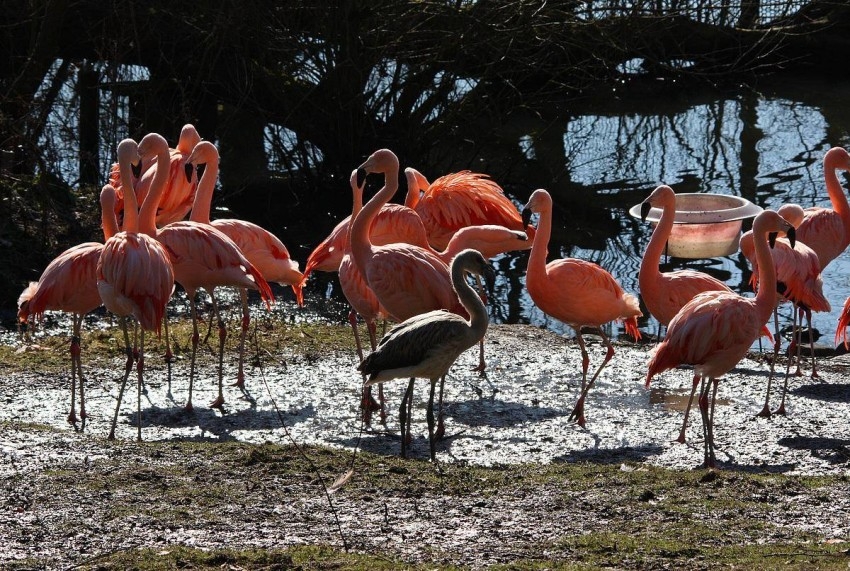 حديقة طيور هاروود تحتفل بـ50 عاماً من التنوع