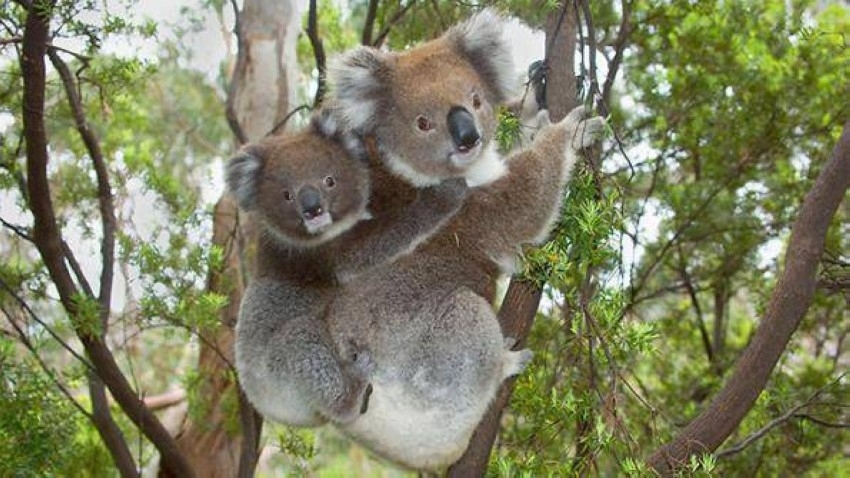 «مذبحة» الكوالا تثير عاصفة من الجدل في أستراليا