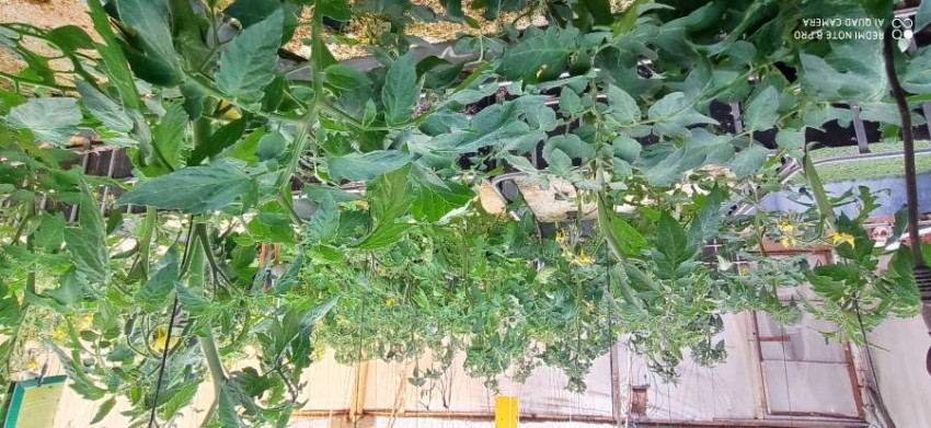 إرادة الزعانين.. أول منتجة للخضراوات المثمرة «دون تربة» في غزة