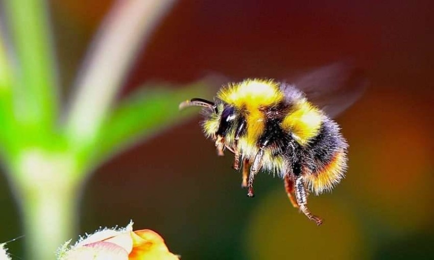 دراسة جديدة: النحل الطنّان يتسارع نحو الانقراض