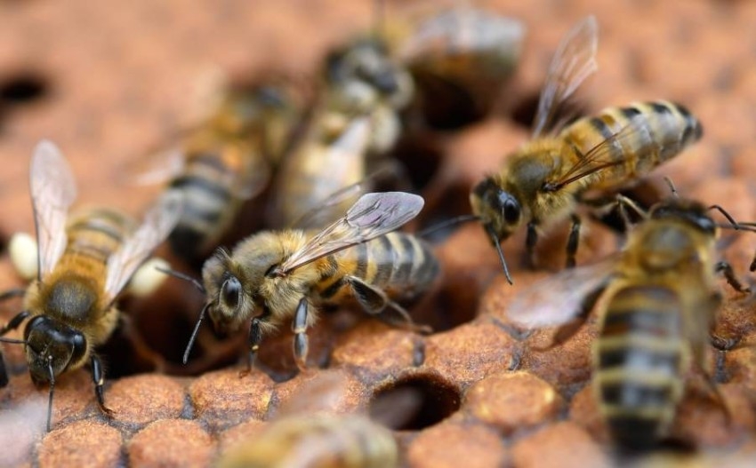 النحل الطنان ضحية التغير المناخي