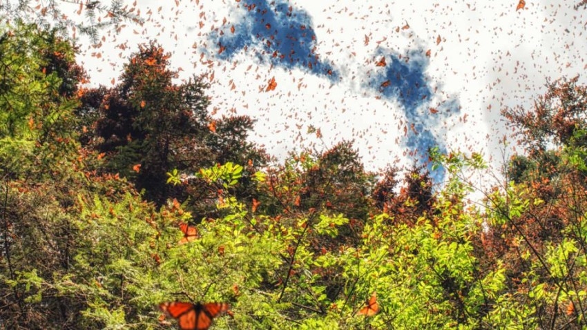 مقتل اثنين من نشطاء حماية الفراشات في المكسيك