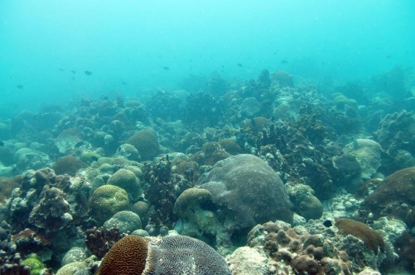 علماء يكتشفون انتقال التغيرات «الأبيجينية» عبر أجيال الشعاب المرجانية
