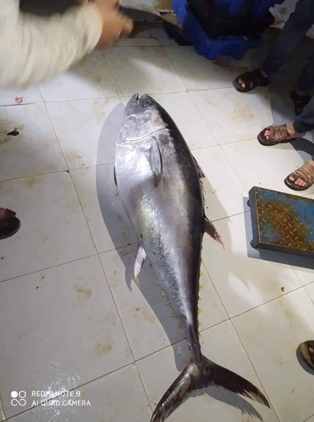 فلسطيني يصطاد التونة العنيدة بشباك نايلون