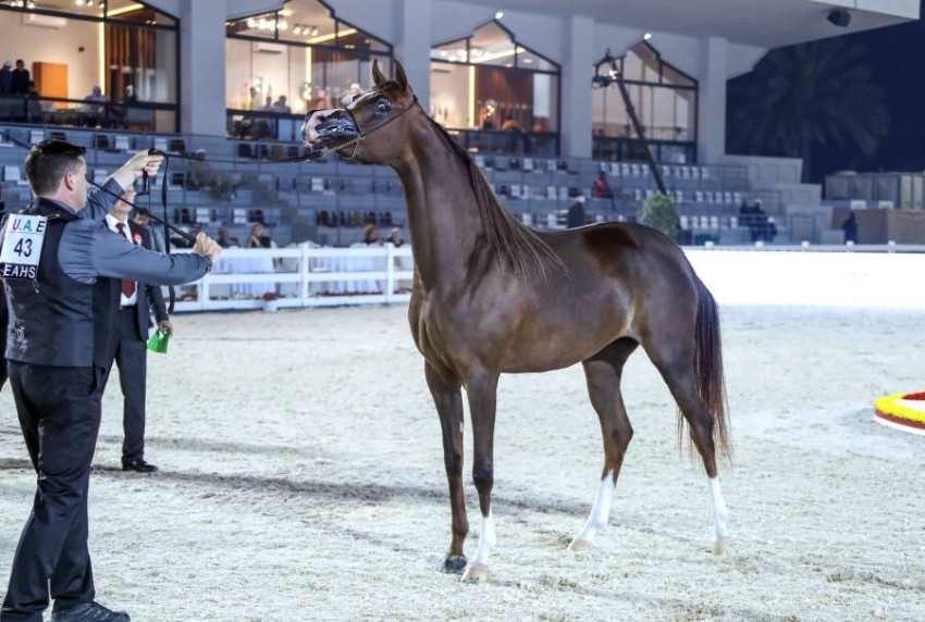 ثنائية لمربط عجمان في افتتاح أبوظبي الدولية لجمال الخيول