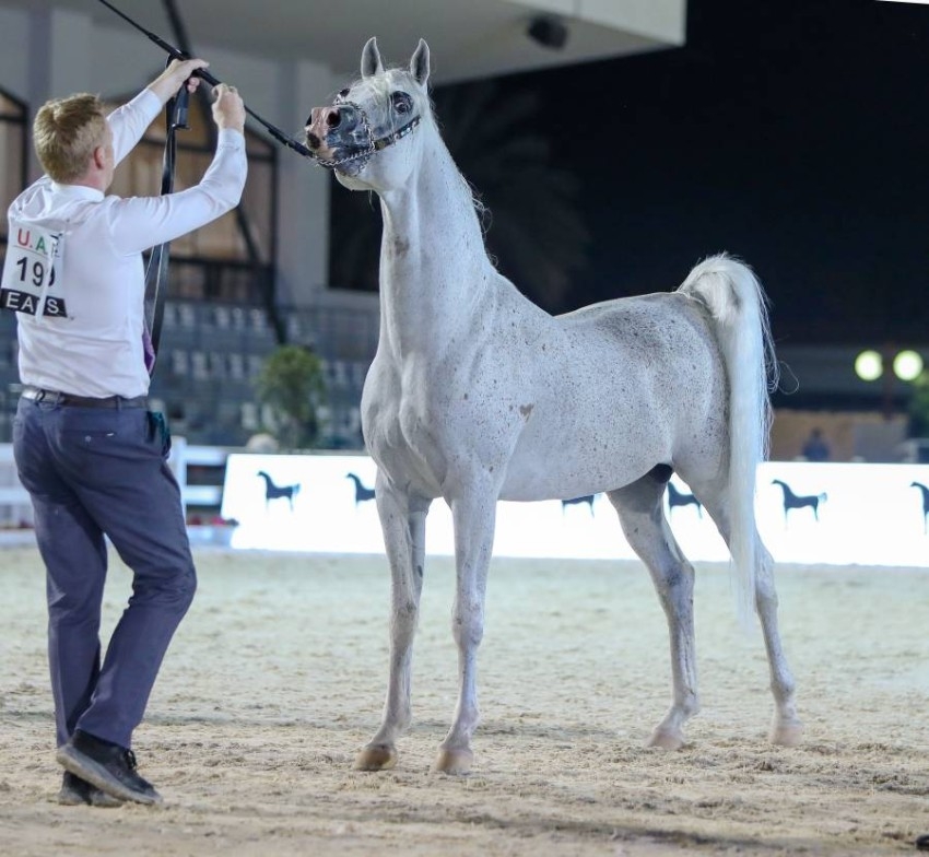 "الأريام بارع" يخطف الأضواء في ختام أبوظبي الدولية لجمال الخيول