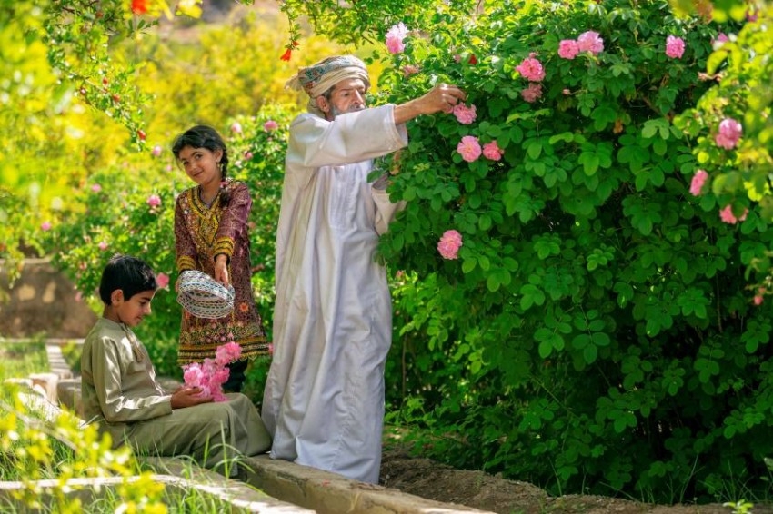 «ناشيونال جيوغرافيك العربية» تطير بقرائها إلى عمان لقطف الورد الجبلي