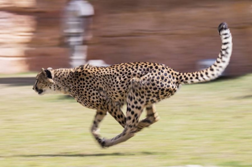 سباق تنافسي بين الفهود والصقور في حديقة الحيوانات بالعين