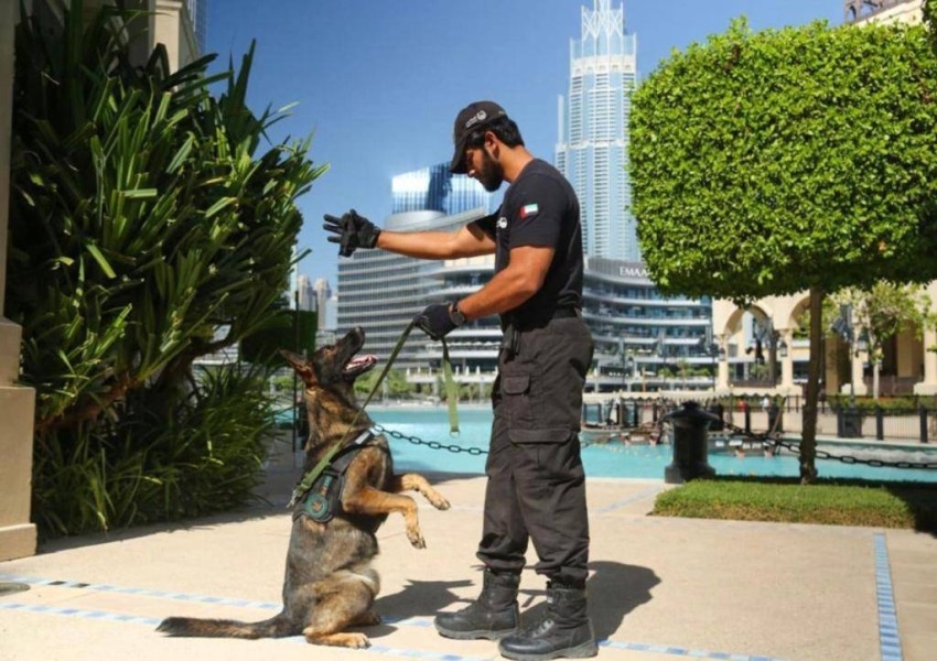 شرطة دبي تبحث توظيف الكلاب البوليسية للكشف عن «كورونا»