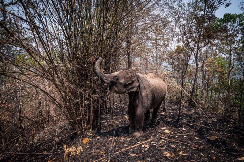 توقف السياحة يهدد حياة 1000 فيل