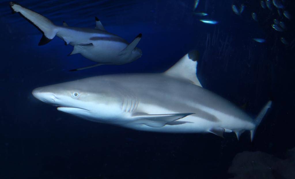 «التغير المناخي والبيئة» ترفع حظر صيد أسماك القرش للموسم الحالي