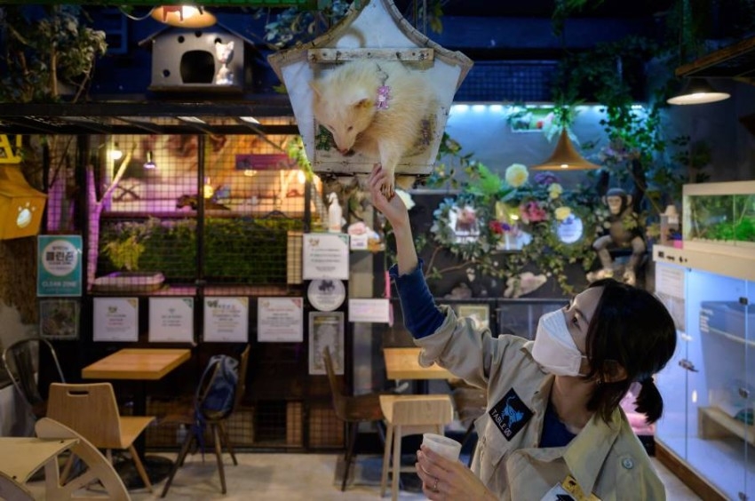 في كوريا الجنوبية.. «مقاهي الحيوانات» خالية بأمر كورونا