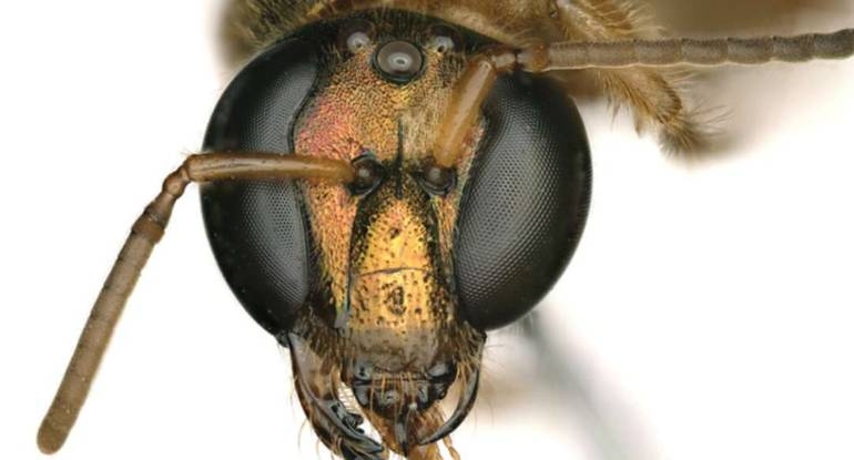اكتشاف نحلة نصفها ذكر ونصفها الآخر أنثى