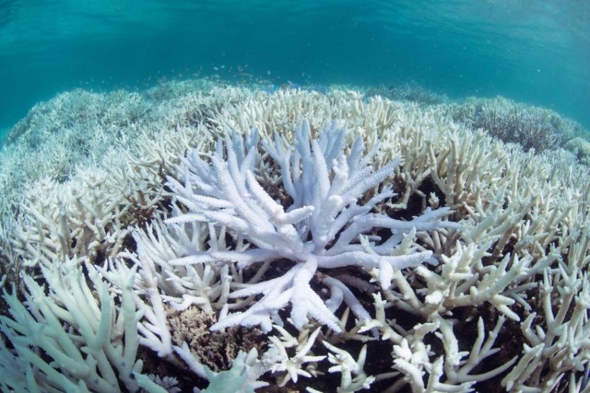 علماء: ابيضاض الشعاب المرجانية أكثر انتشاراً في 2020