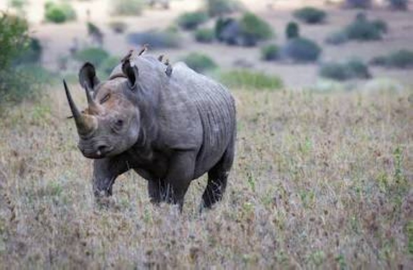نقار الماشية.. تحمي وحيد القرن الأفريقي من بنادق الصيادين